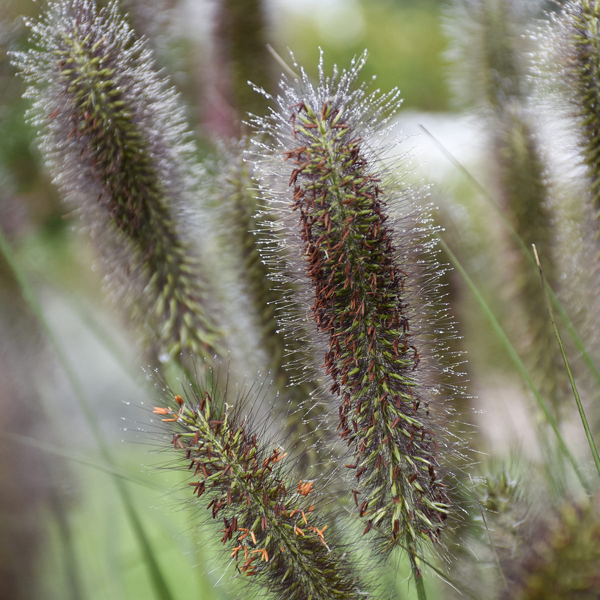Puppy Love' Fountain Grass (Pennisetum) - Photo Courtesy of Walters Gardens, Inc.