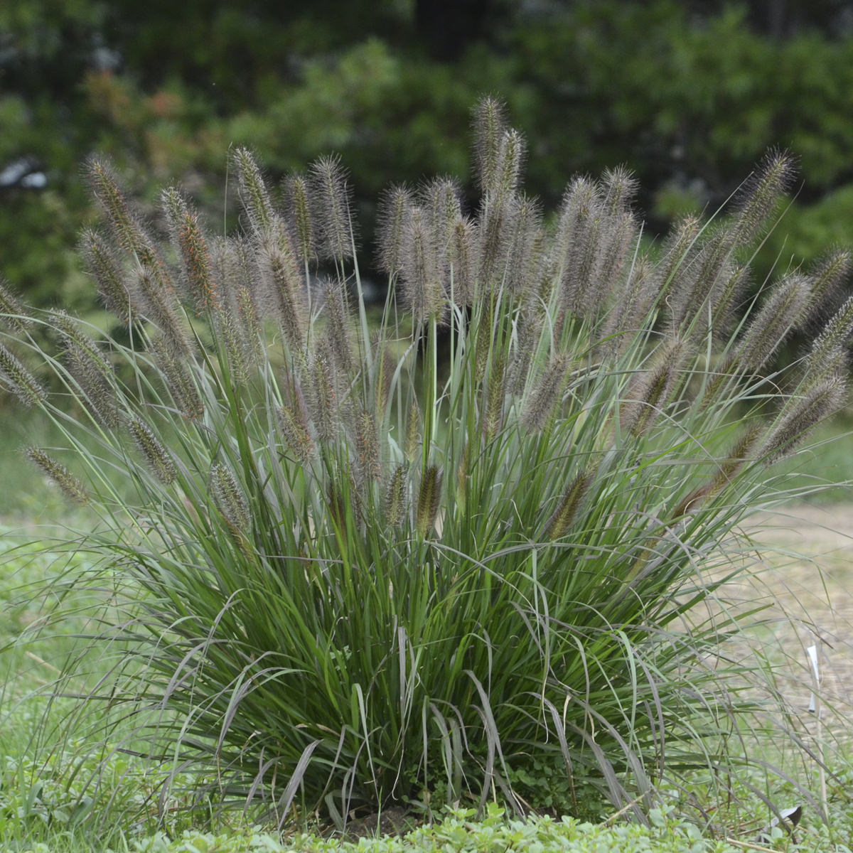 Puppy Love' Fountain Grass (Pennisetum) - Photo Courtesy of Walters Gardens, Inc.