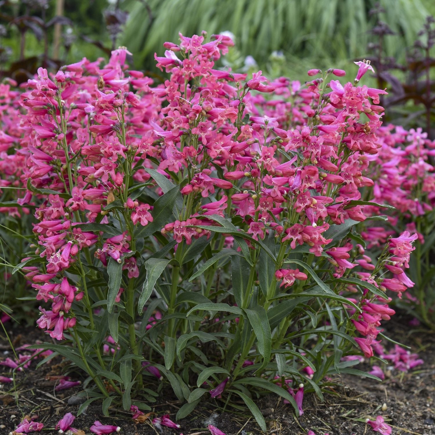 Clusters of tall, vibrant Bejeweled™ 'Pink Pearls' Beardtongue (Penstemon) with tubular pink blooms and green leaves add lush color to garden beds and attract pollinators, while fallen petals beautifully scatter across the soil - Photo Courtesy of Proven Winners, Inc.