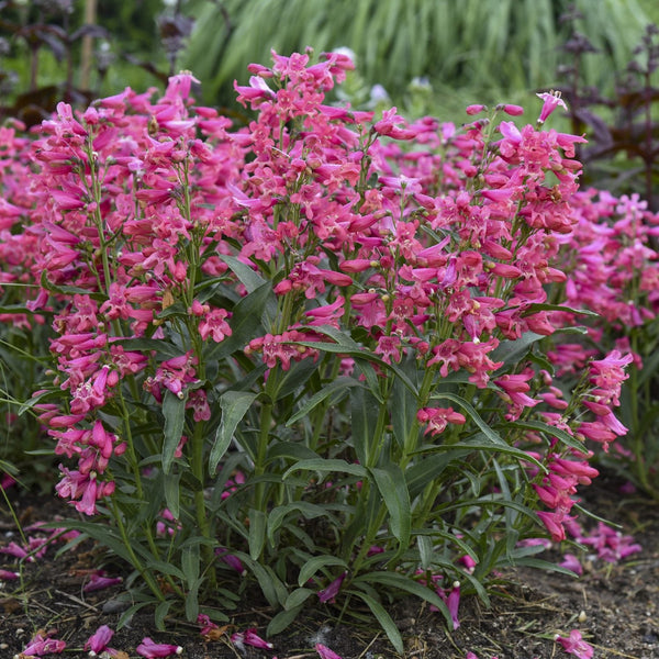 Bejeweled™ 'Pink Pearls' Beardtongue | Native | Zones 4-8