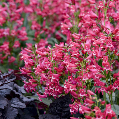 Bejeweled™ 'Rose Rhinestones' Beardtongue (Penstemon) - Photo Courtesy of Proven Winners, Inc.