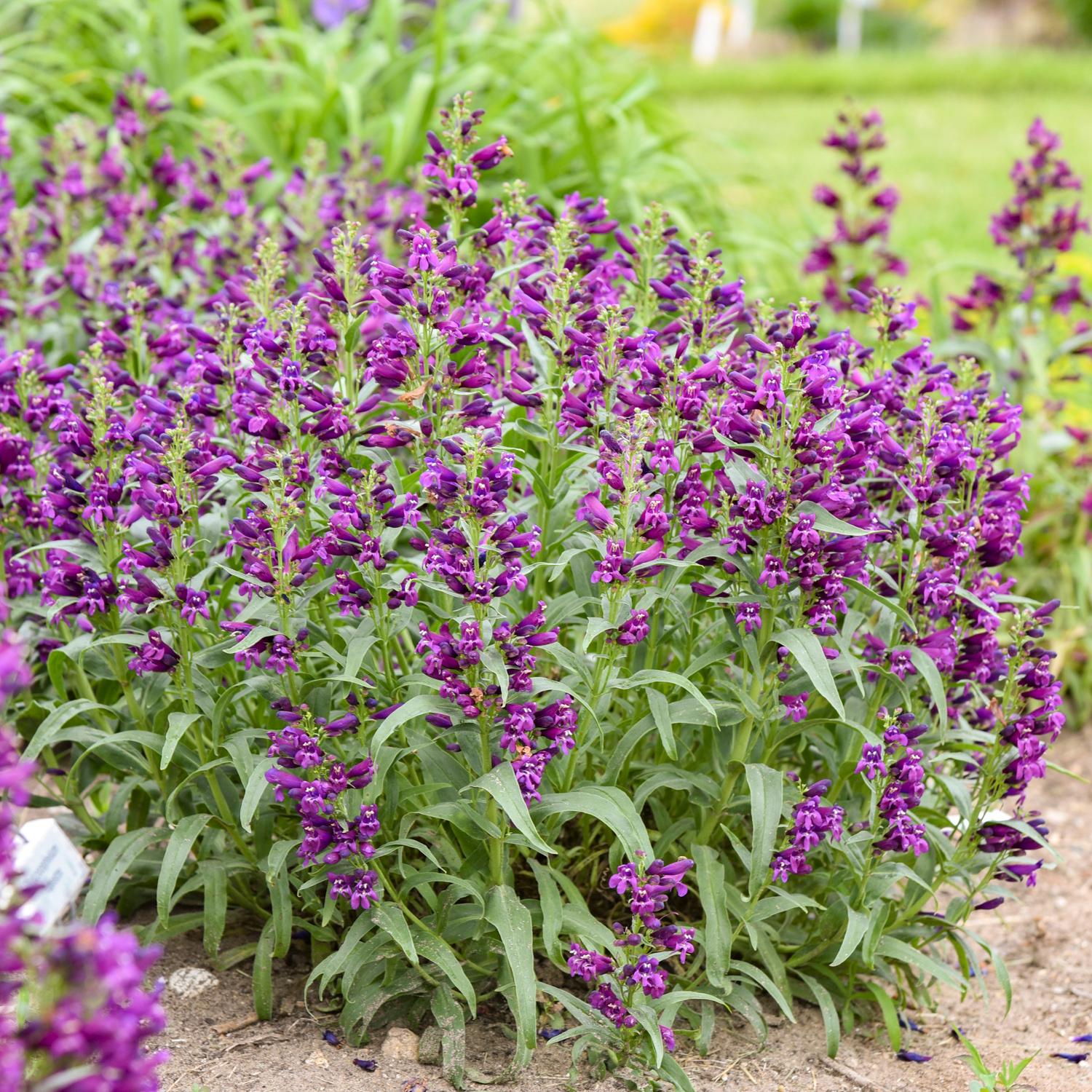 A cluster of Bejewled® 'Dark Amethyst' Beardtongue (Penstemon) with vivid reddish-purple flowers and green stems thrives in a garden bed - Photo Courtesy of Walters Gardens, Inc.
