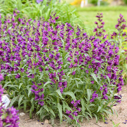 A cluster of Bejewled® 'Dark Amethyst' Beardtongue (Penstemon) with vivid reddish-purple flowers and green stems thrives in a garden bed - Photo Courtesy of Walters Gardens, Inc.
