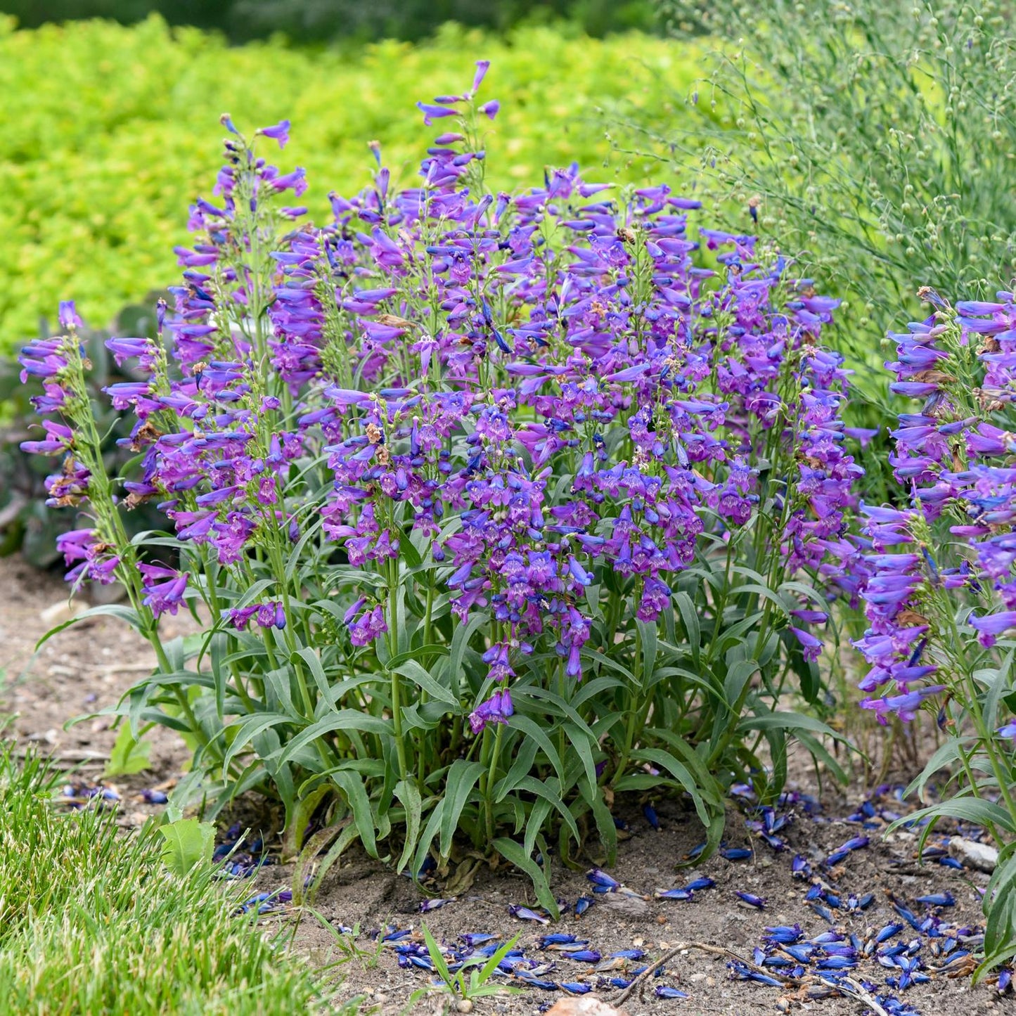 Bejeweled® 'Lavender Sapphires' Beardtongue (Penstemon) showcases tall, purple blooms amid green foliage and grass, with scattered petals below - Photo Courtesy of Walters Gardens, Inc.