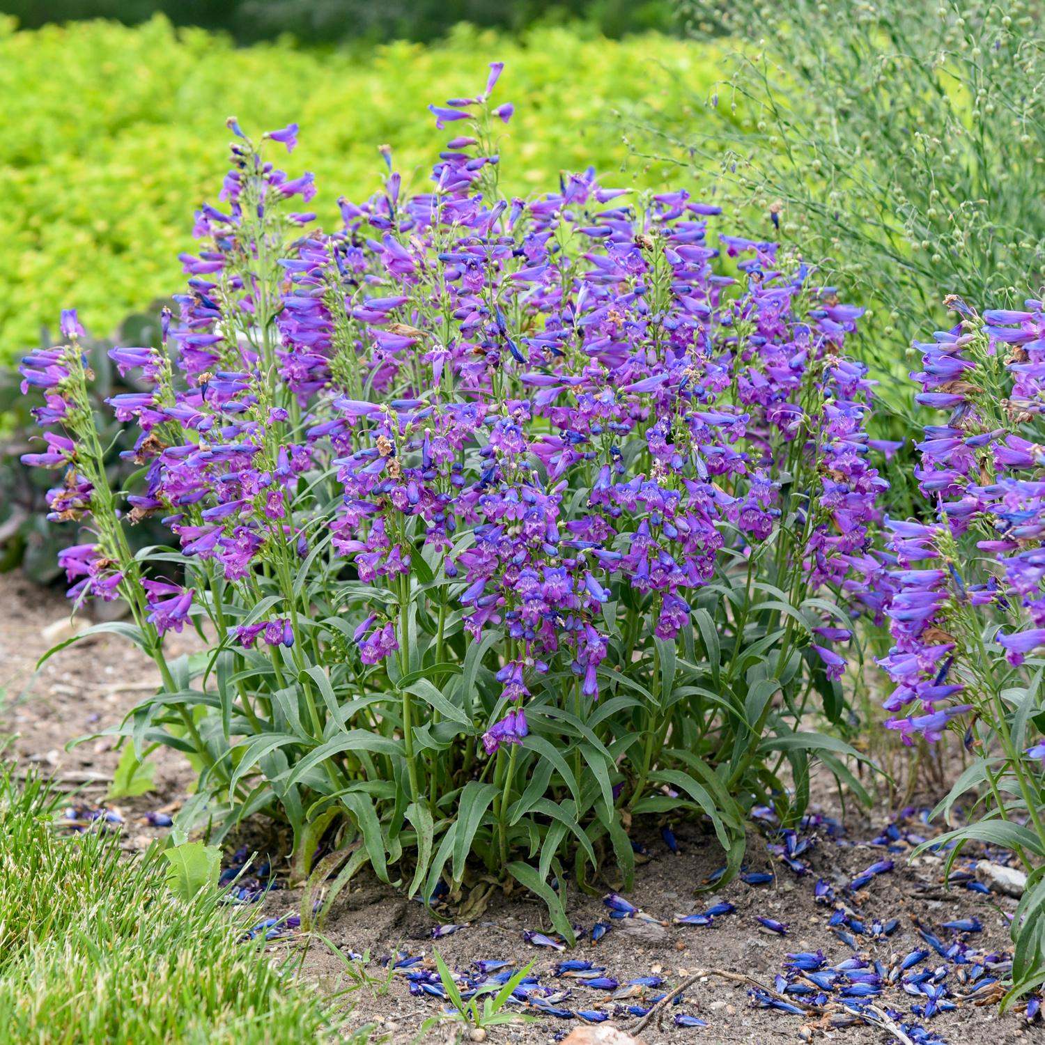 Bejeweled® 'Lavender Sapphires' Beardtongue (Penstemon) showcases tall, purple blooms amid green foliage and grass, with scattered petals below - Photo Courtesy of Walters Gardens, Inc.