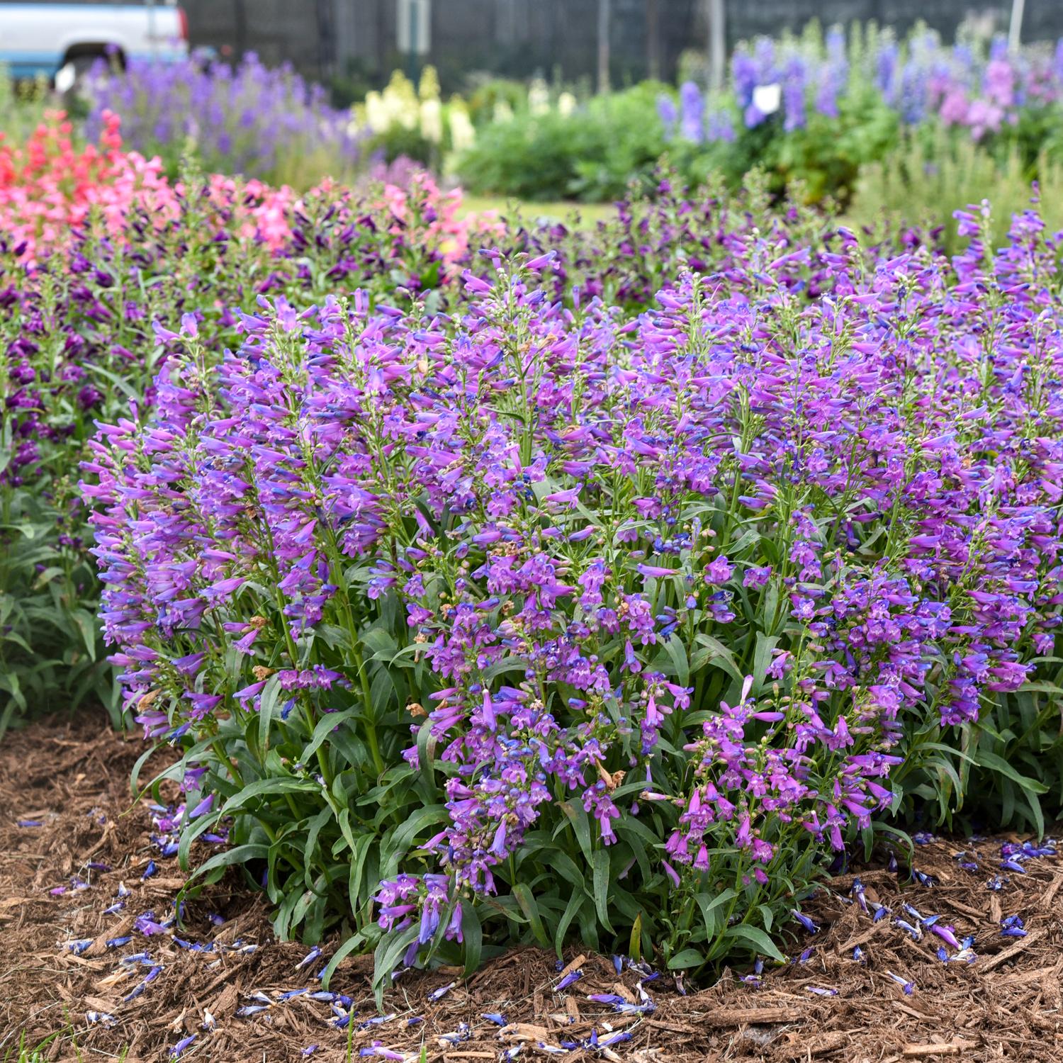 A dense cluster of tall, purple Bejeweled® 'Lavender Sapphires' Beardtongue (Penstemon) blooms in a mulched bed, surrounded by colorful flowers and greenery - Photo Courtesy of Walters Gardens, Inc.