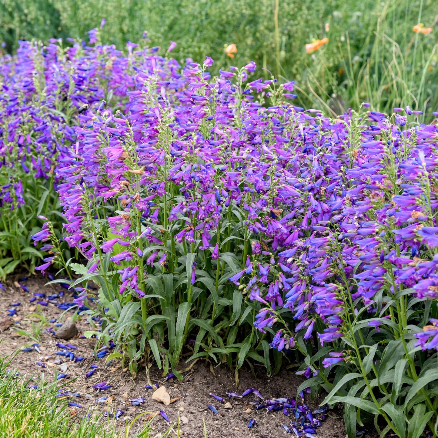 A garden bed of Bejeweled® 'Lavender Sapphires' Beardtongue (Penstemon) showcases tall green plants with clusters of vibrant purple blooms,  petals scattered on the soil - Photo Courtesy of Walters Gardens, Inc.