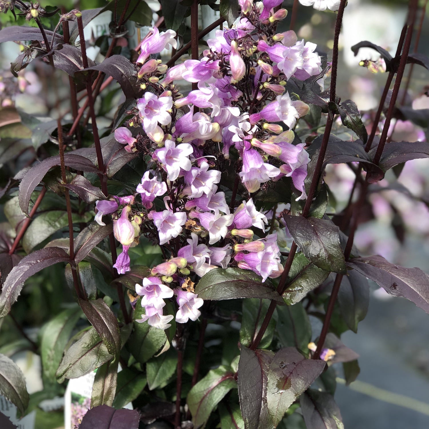 Close-up of tall stems of 'Midnight Masquerade' Beardtongue (Penstemon) showcase trumpet-shaped light purple flowers among dark green and burgundy leaves - Photo Property of Garden Crossings LLC.