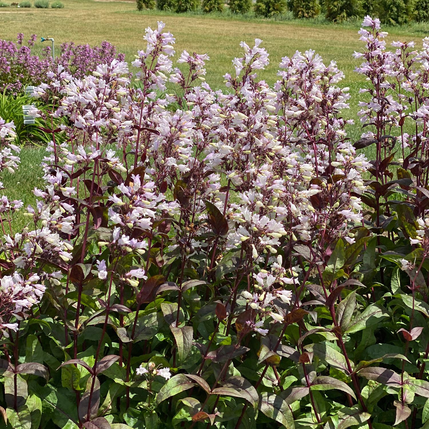 Onyx and Pearls' Beardtongue (Penstemon) - Photo Property of Garden Crossings LLC