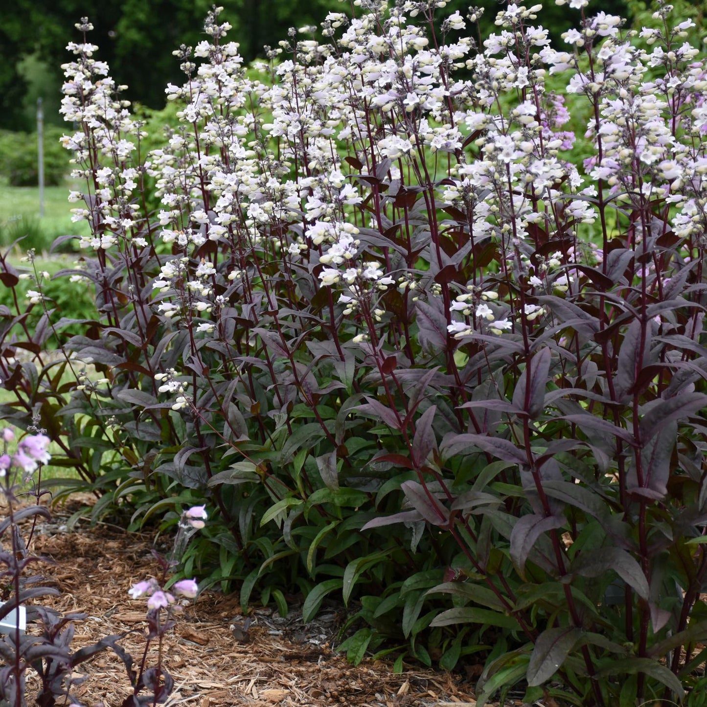 Onyx and Pearls' Beardtongue (Penstemon) - Photo Courtesy of Walters Gardens, Inc.