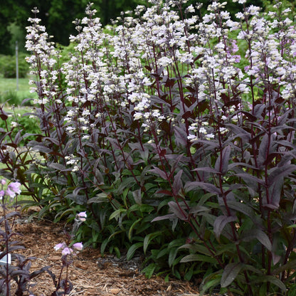 Onyx and Pearls' Beardtongue (Penstemon) - Photo Courtesy of Walters Gardens, Inc.