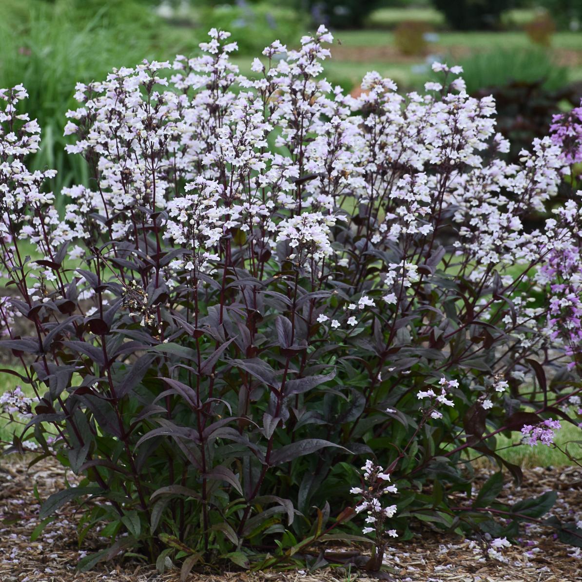 Onyx and Pearls' Beardtongue (Penstemon) - Photo Courtesy of Walters Gardens, Inc.