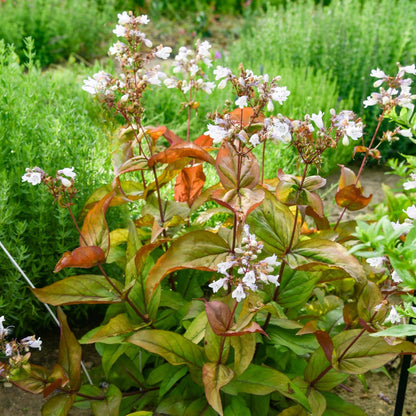 A tall Prairie-Palooza™ Copper Tones Beardtongue (Penstemon), a  green perennial featuring reddish leaves and clusters of small white flowers in garden settings alongside other greenery - Photo Courtesy of Walters Gardens, Inc.