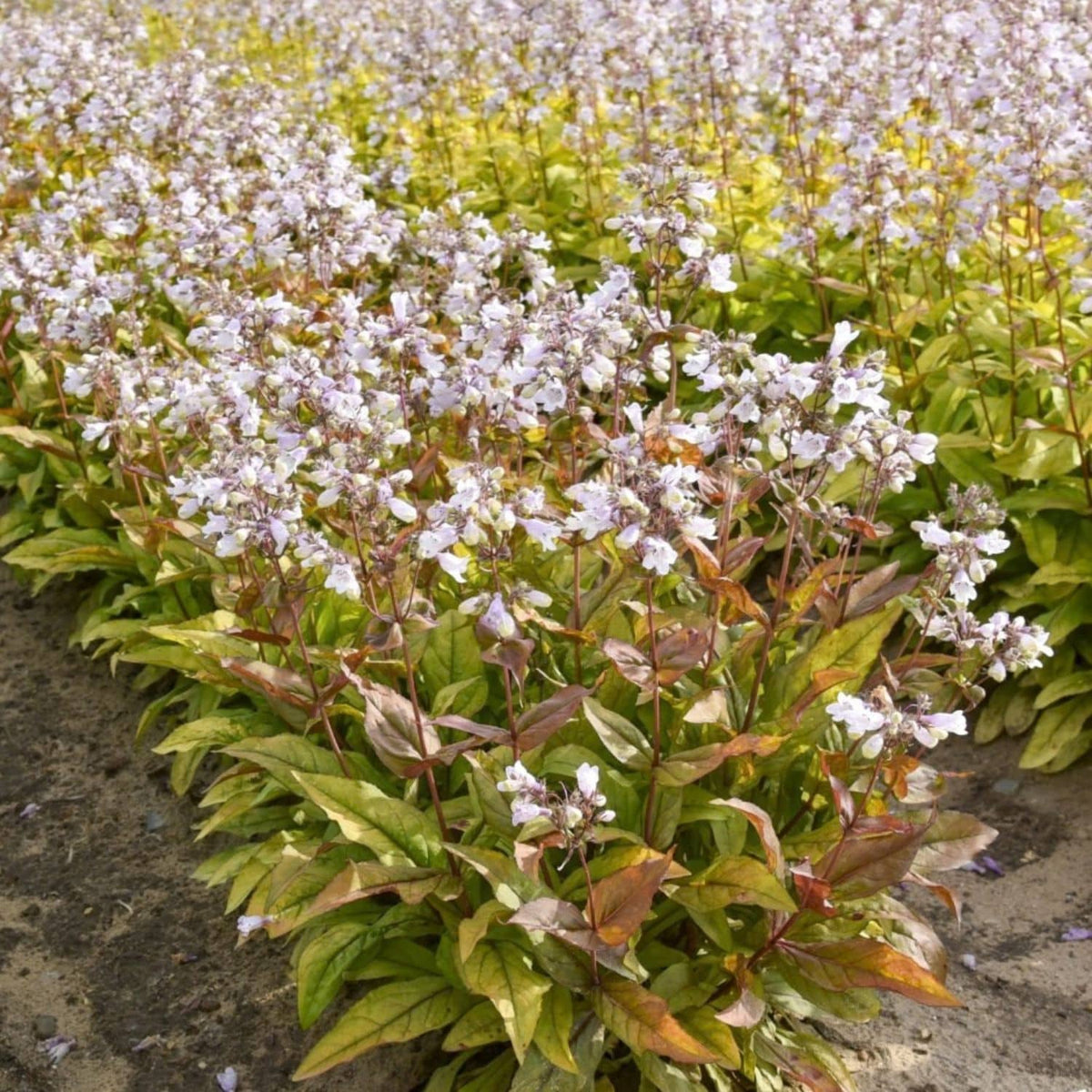 A close-up view of Prairie-Palooza™ Copper Tones Beardtongue (Penstemon) with many small white blossoms and green to brownish leaves growing in a mass planting. - Photo Courtesy of Walters Gardens, Inc.