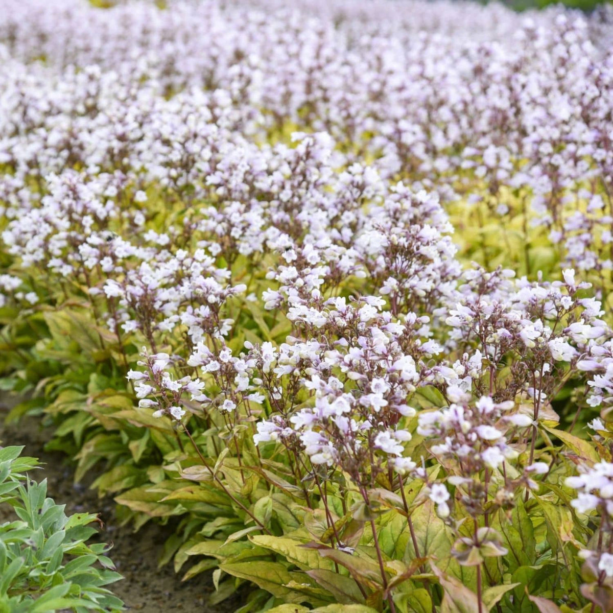 A field of delicate white flowers of Prairie-Palooza™ Copper Tones Beardtongue (Penstemon) with green and yellow foliage, photographed in a natural outdoor setting. - Photo Courtesy of Walters Gardens, Inc.