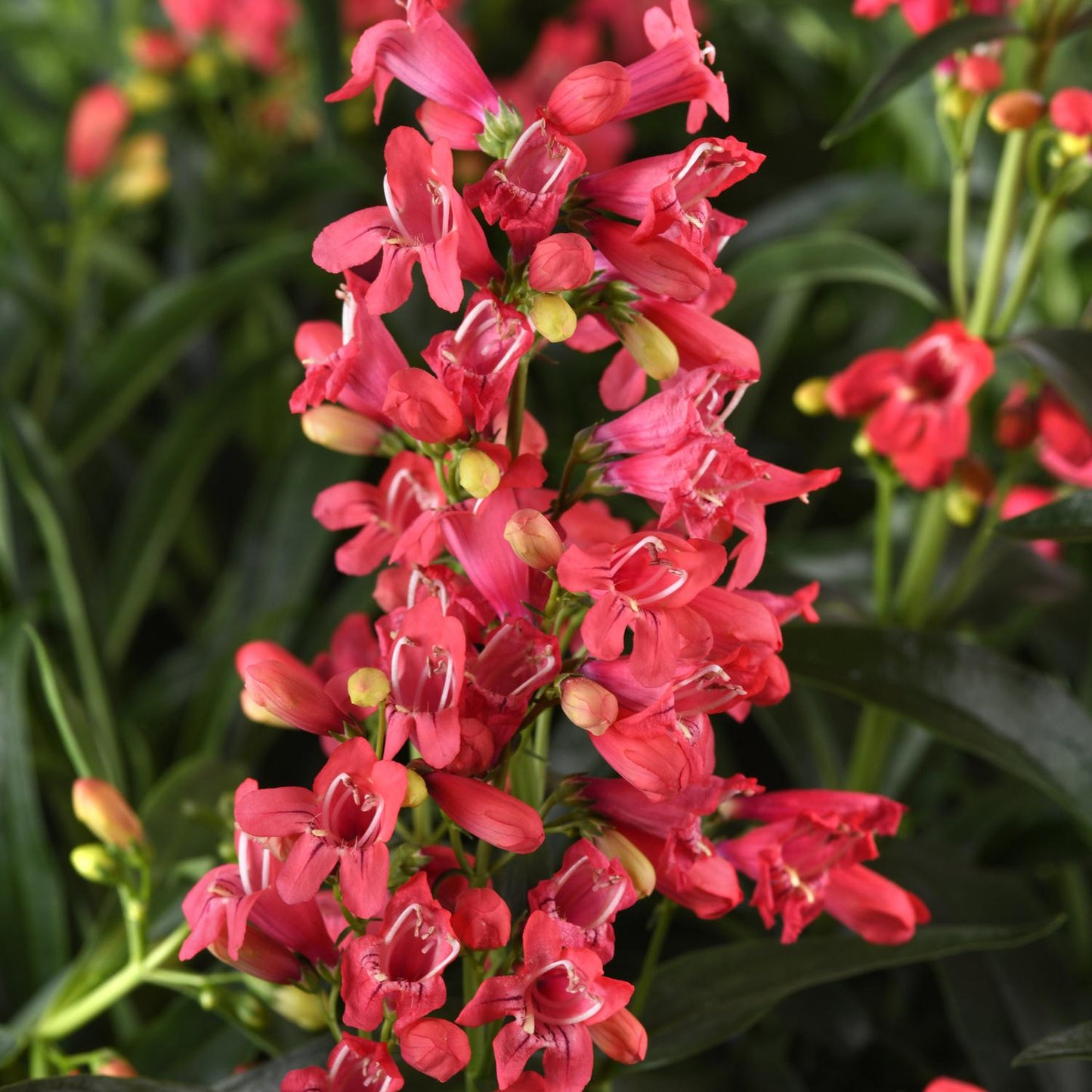 Rock Candy® Coral Beardtongue (Penstemon) - Photo Courtesy of Ball Horticulure, Inc.