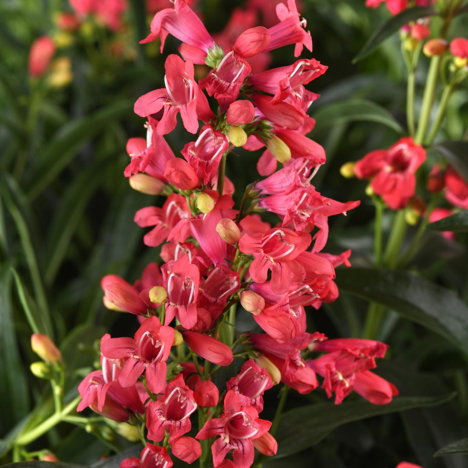 Rock Candy® Coral Beardtongue (Penstemon) - Photo Courtesy of Ball Horticulure, Inc.
