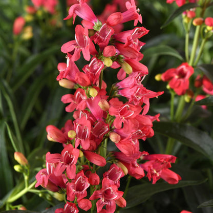 Rock Candy® Coral Beardtongue (Penstemon) - Photo Courtesy of Ball Horticulure, Inc.