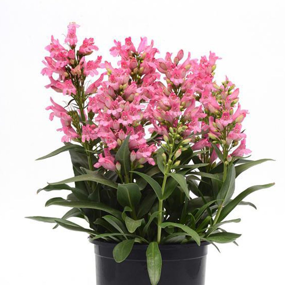 A black pot with Rock Candy® Light Pink Beardtongue (Penstemon), a compact perennial featuring vibrant pink flower clusters and dark green leaves, set against a plain white background - Photo Courtesy of Ball Horticulture, Inc. Decorative pot not included.