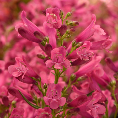 Rock Candy® Pink Improved Beardtongue (Penstemon) - Photo Courtesy of Ball Horticulure, Inc.