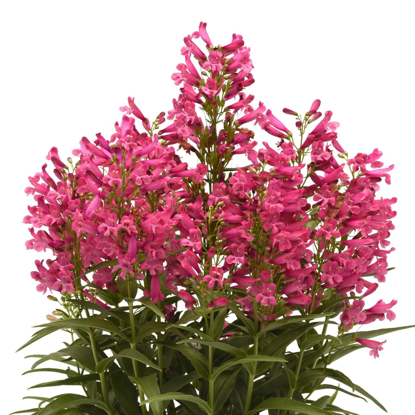 Rock Candy® Pink Improved Beardtongue (Penstemon) - Photo Courtesy of Ball Horticulure, Inc.