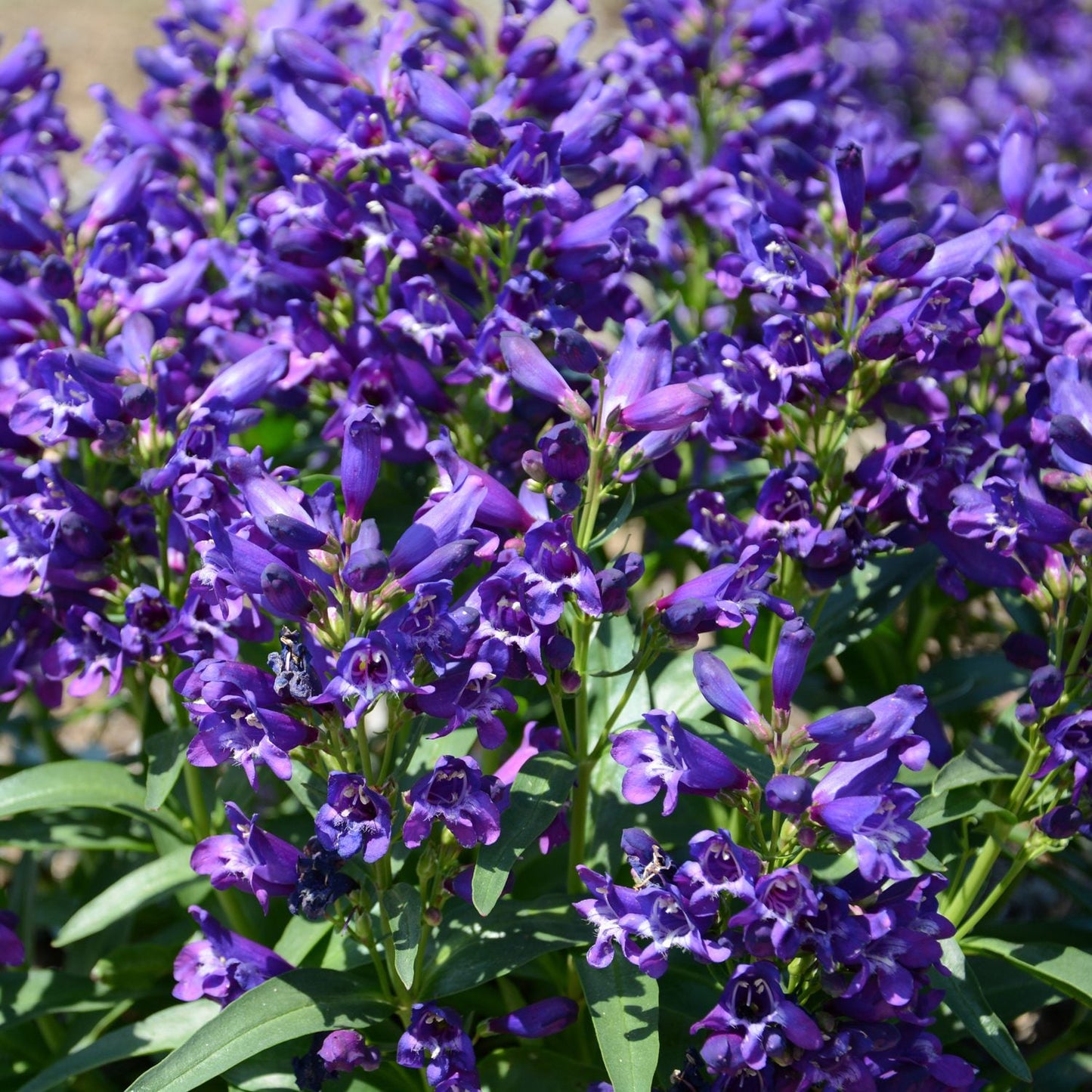 A cluster of vibrant Rock Candy® Purple Beardtongue (Penstemon) flowers with tubular blooms and green foliage fills with frame with beautiful purple flowers - Photo Courtesy of Ball Horticulture, Inc.
