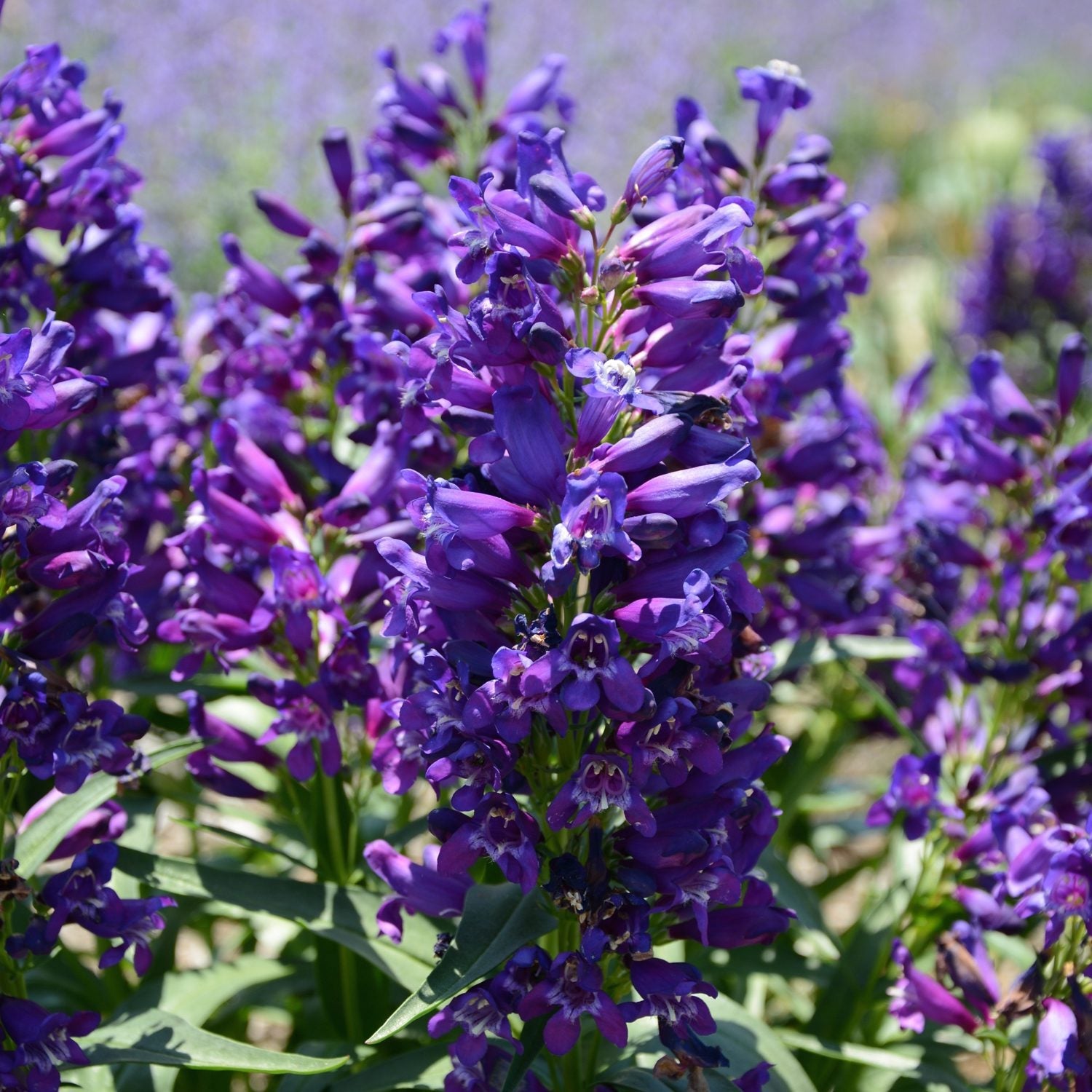 A close-up on a group of Rock Candy® Purple Beardtongue (Penstemon) features dense clusters of tubular purple blooms and green leaves - Photo Courtesy of Ball Horticulture, Inc.