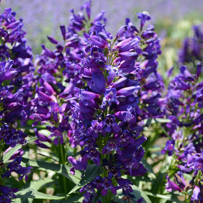 A close-up on a group of Rock Candy® Purple Beardtongue (Penstemon) features dense clusters of tubular purple blooms and green leaves - Photo Courtesy of Ball Horticulture, Inc.