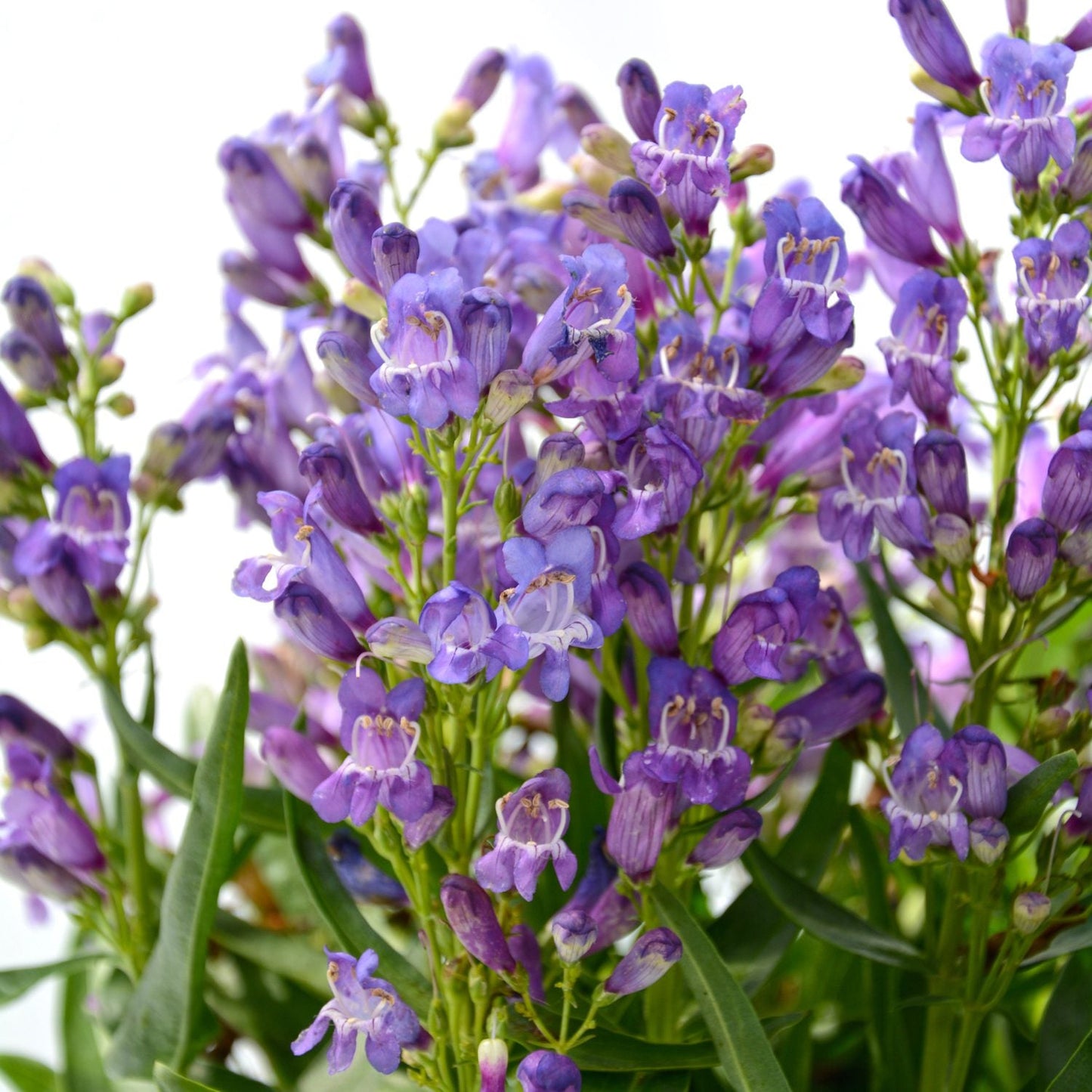 Close-up of Rock Candy® Purple Beardtongue (Penstemon) features clusters of vibrant purple tubular flowers and slender green leaves - Photo Courtesy of Ball Horticulture, Inc.