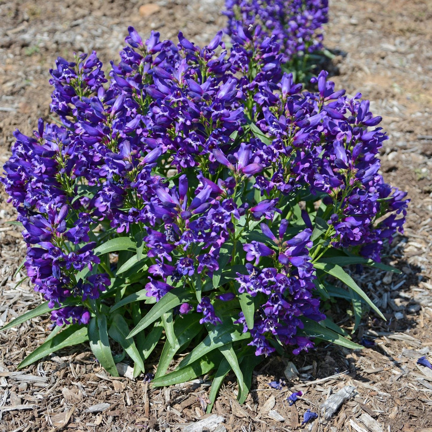 A cluster of vibrant Rock Candy® Purple Beardtongue (Penstemon) blooms, a compact and drought-tolerant perennial, grows among green leaves in a garden bed covered with brown mulch - Photo Courtesy of Ball Horticulture, Inc.