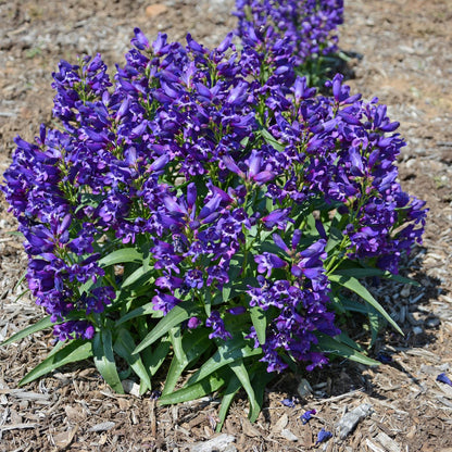 A cluster of vibrant Rock Candy® Purple Beardtongue (Penstemon) blooms, a compact and drought-tolerant perennial, grows among green leaves in a garden bed covered with brown mulch - Photo Courtesy of Ball Horticulture, Inc.