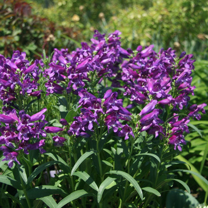 Rock Candy® Purple Beardtongue (Penstemon) with vibrant purple blooms and green leaves set against a blurred green background - Photo Courtesy of Ball Horticulture, Inc.