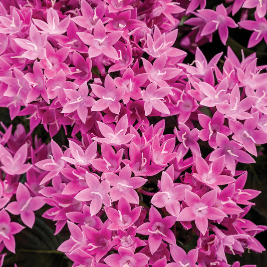 Sunstar® Lavender Egyptian Star Flower (Pentas) - Photo Courtesy of Proven Winners, Inc.