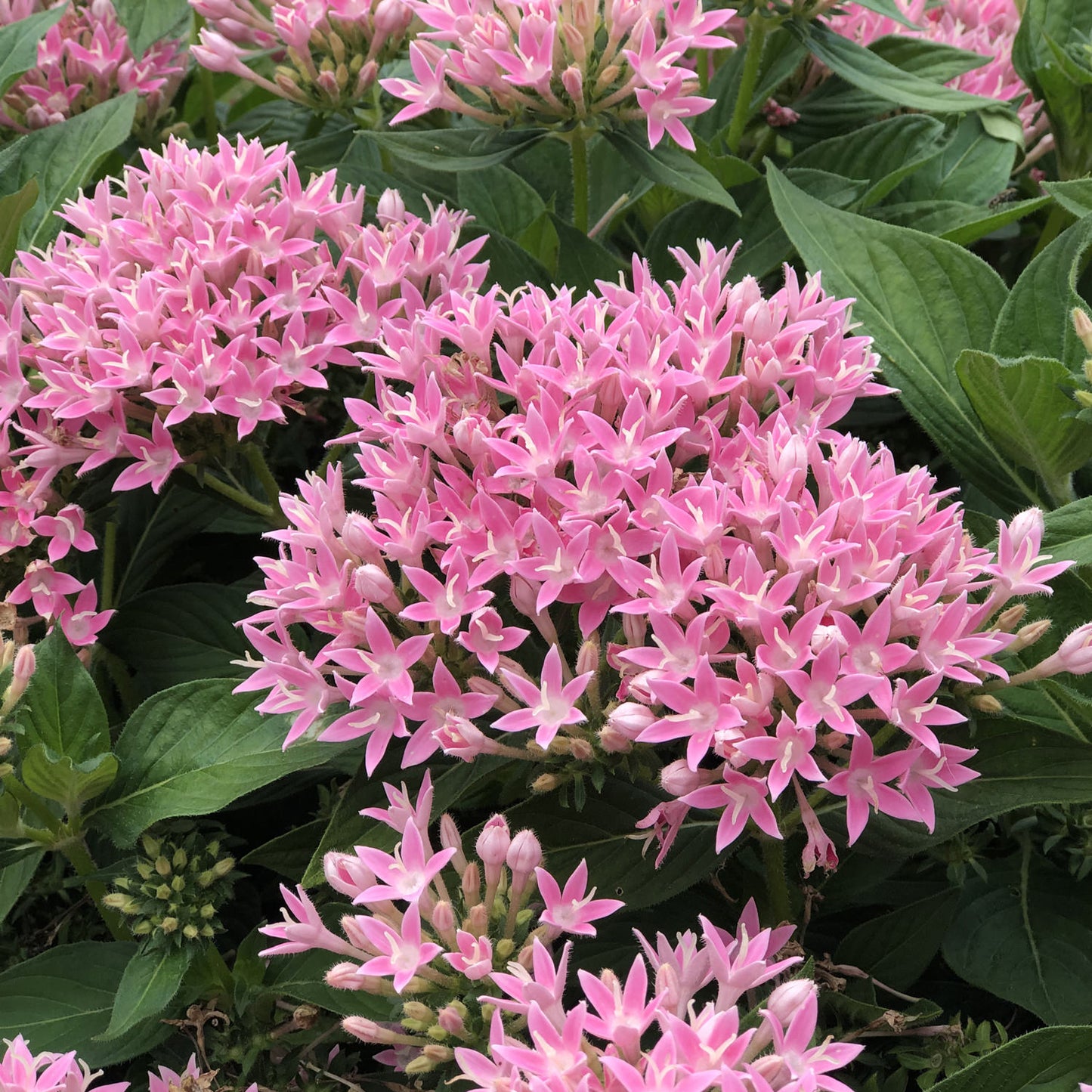 Sunstar® Pink Egyptian Star Flower (Pentas) - Photo Property of Garden Crossings LLC