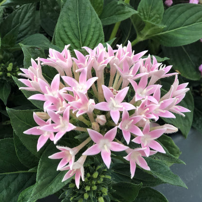 Sunstar® Pink Egyptian Star Flower (Pentas) - Photo Property of Garden Crossings LLC