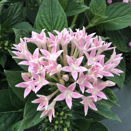 Sunstar® Pink Egyptian Star Flower (Pentas) - Photo Property of Garden Crossings LLC