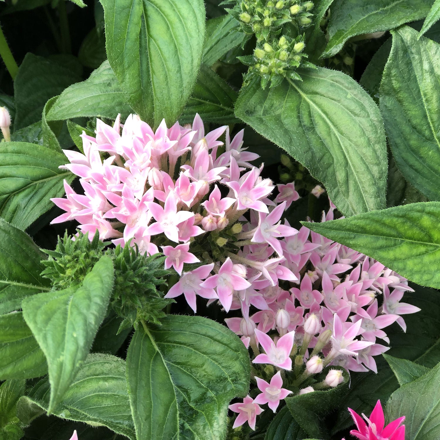 Sunstar® Pink Egyptian Star Flower (Pentas) - Photo Property of Garden Crossings LLC
