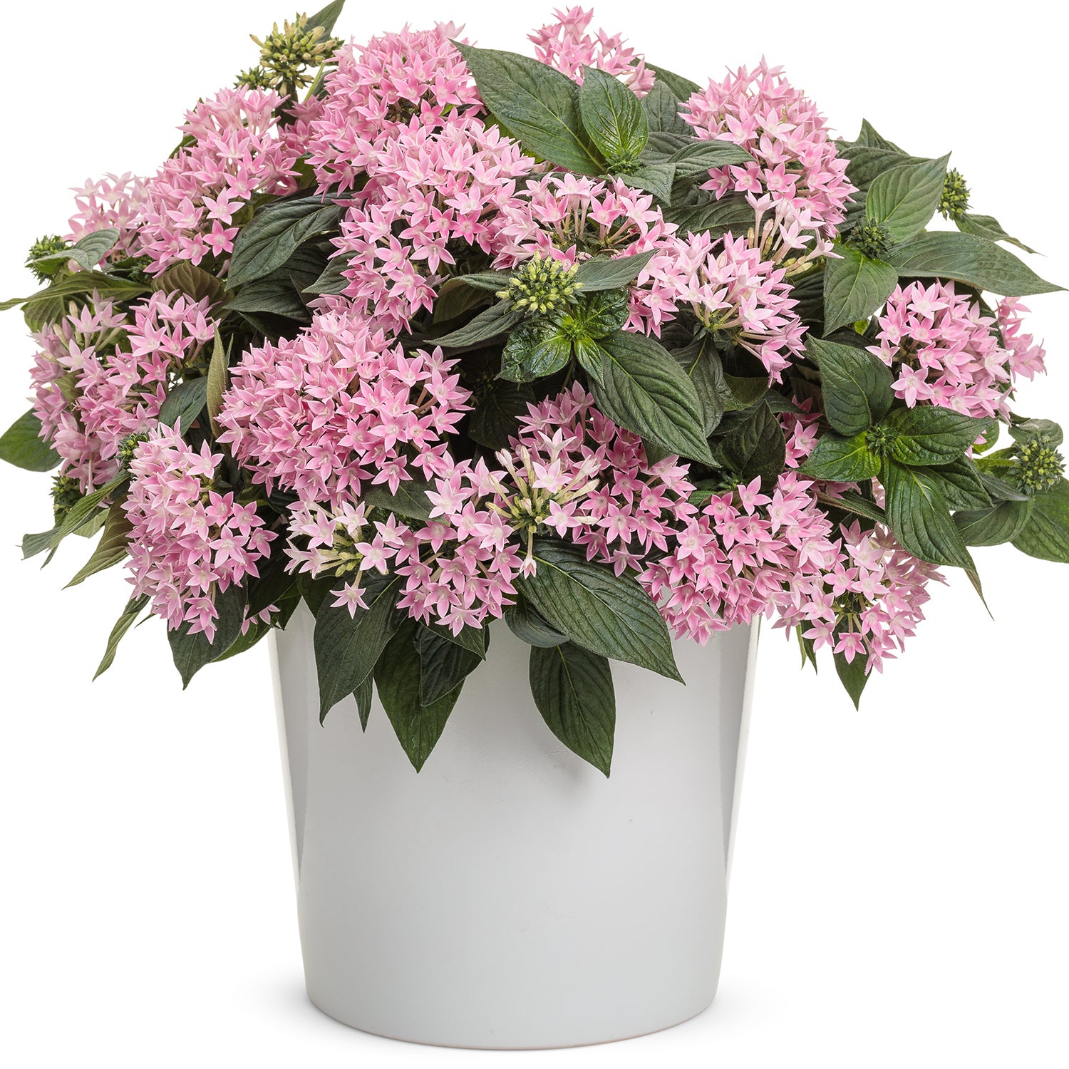 Sunstar® Pink Egyptian Star Flower (Pentas) - Photo Courtesy of Proven Winners, Inc.