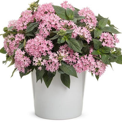 Sunstar® Pink Egyptian Star Flower (Pentas) - Photo Courtesy of Proven Winners, Inc.