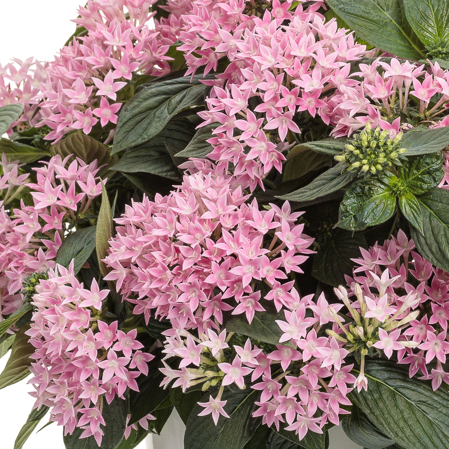 Sunstar® Pink Egyptian Star Flower (Pentas) - Photo Courtesy of Proven Winners, Inc.