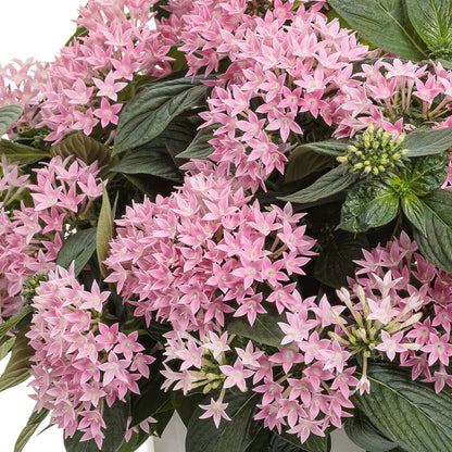 Sunstar® Pink Egyptian Star Flower (Pentas) - Photo Courtesy of Proven Winners, Inc.