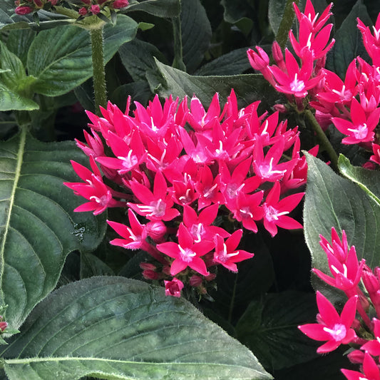 Sunstar® Red Egyptian Star Flower (Pentas) - Photo Property of Garden Crossings LLC