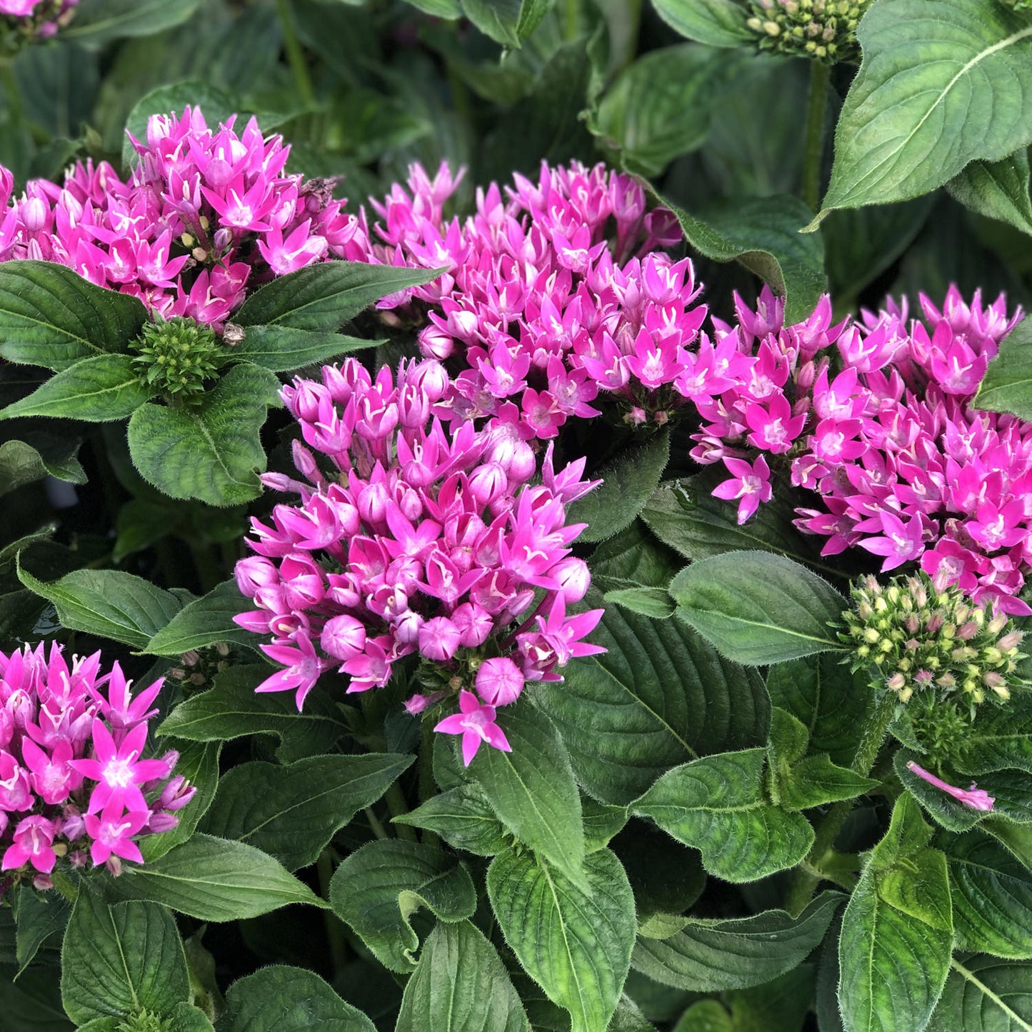 Sunstar® Rose Egyptian Star Flower (Pentas) - Photo Property of Garden Crossings LLC