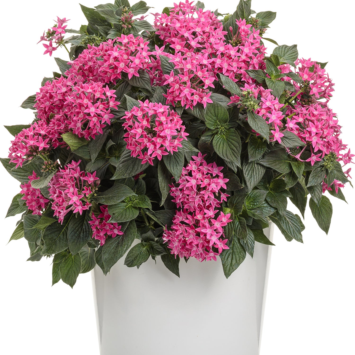 Sunstar® Rose Egyptian Star Flower (Pentas) - Photo Courtesy of Proven Winners, Inc.