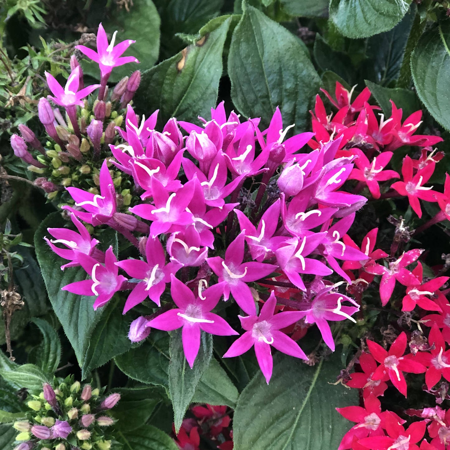 Sunstar® Rose Egyptian Star Flower (Pentas) - Photo Property of Garden Crossings LLC