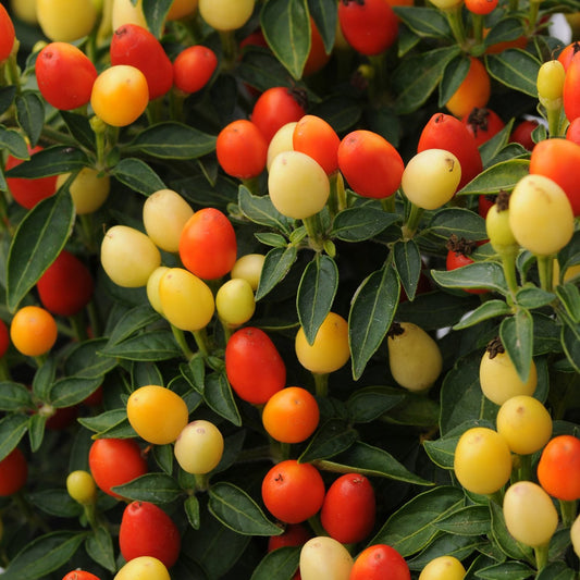 Hot Pops Yellow' Ornamental Pepper (Capsicum) - Photo Courtesy of Ball Horticulure, Inc.