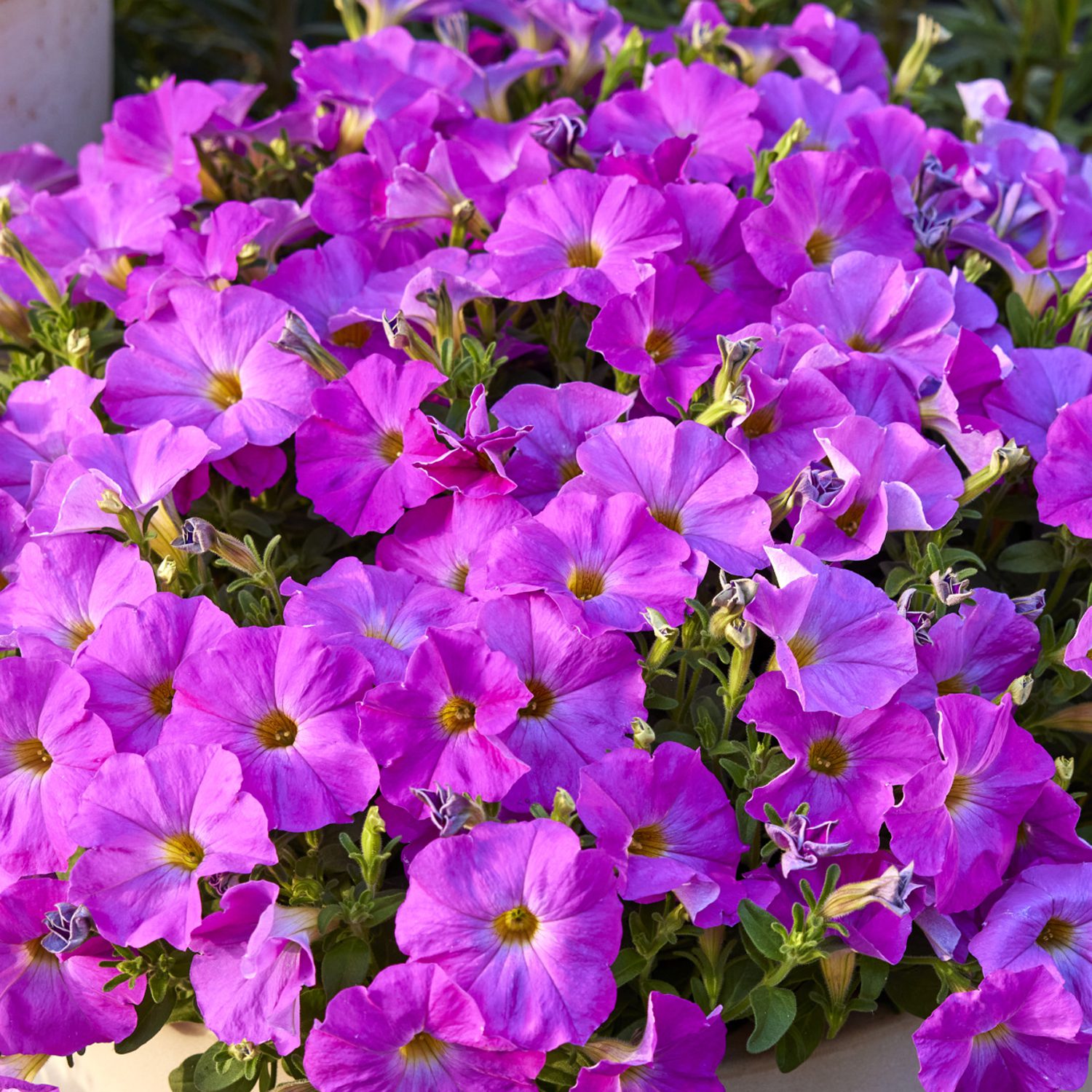 A lush cluster of Supercal® Premium Rose Pink Petchoa blooms with green leaves, flowering closely together in a garden setting - Photo Courtesy of Ball Horticulture, Inc.