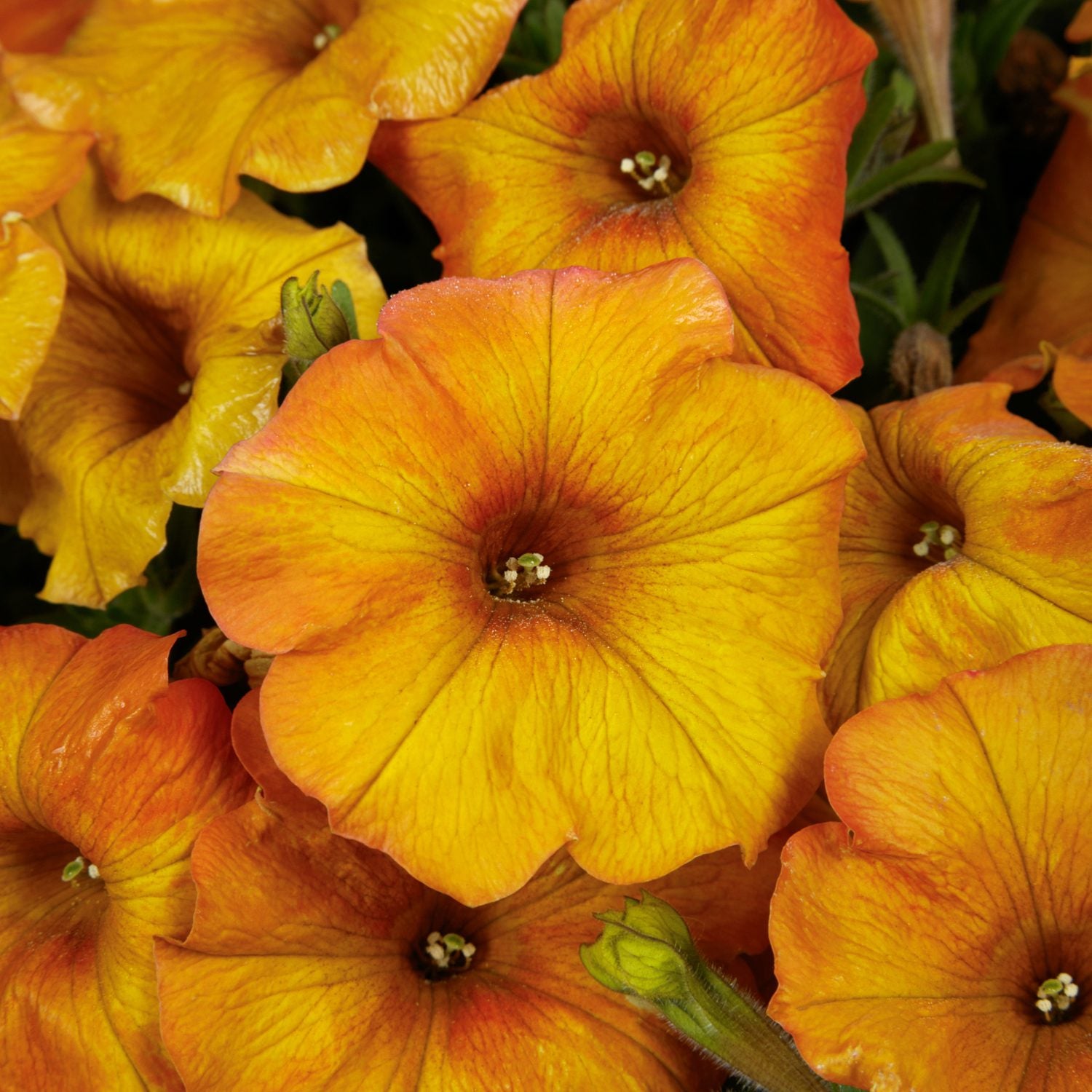 Supercal® Premium Sunset Orange Petchoa displays vibrant orange-yellow blooms with delicate veins and soft, velvety petals featuring dark centers - Photo Courtesy of Ball Horticulture, Inc.