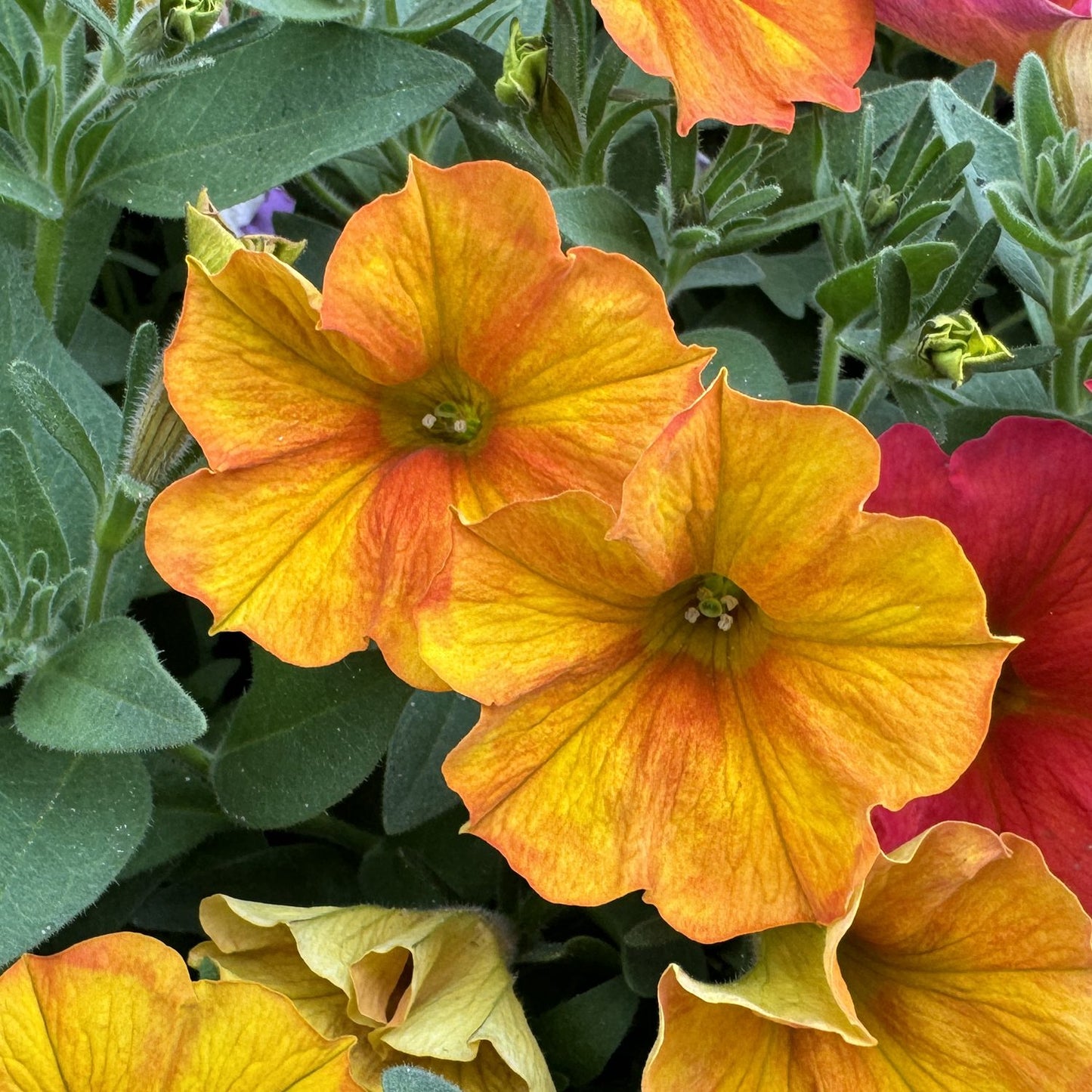 Supercal® Premium Sunset Orange Petchoa features bright orange and yellow flowers with green foliage; two open blooms display their centers, surrounded by buds and blossoms - Photo Property of Garden Crossings LLC.