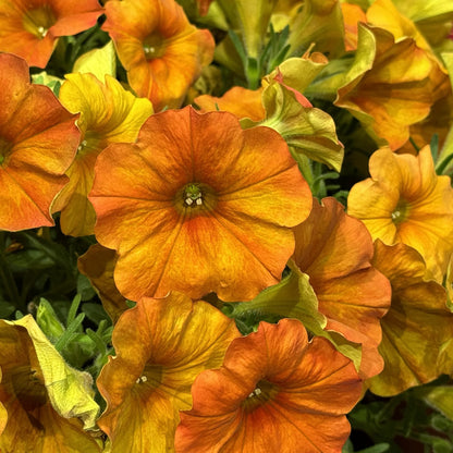 A cluster of Supercal® Premium Sunset Orange Petchoa blooms in vibrant orange and yellow shades, set against green leaves. Their gradient petals create a lively display - Photo Property of Garden Crossings LLC.